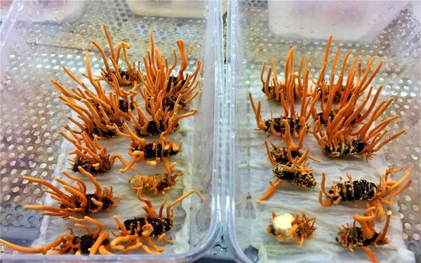 bán đông trùng hạ thảo tươi
