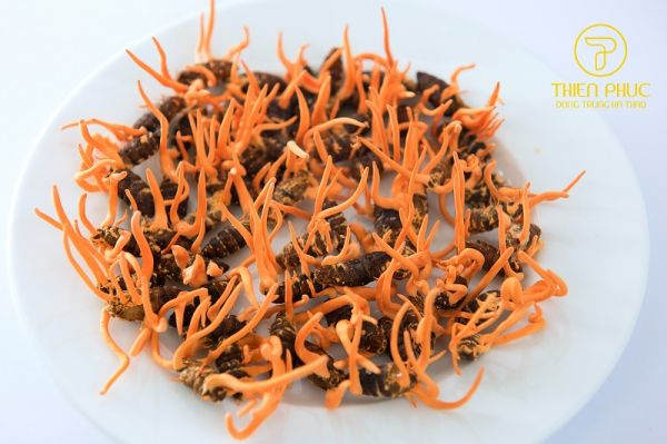 dong-trung-ha-thao-lam-mon-gi-3_1