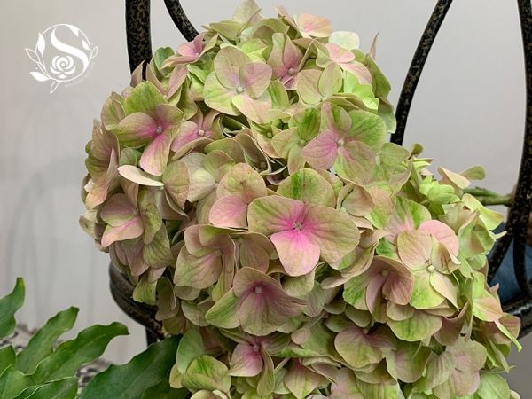 Cách chọn hoa ý nghĩa tặng mẹ dịp 20/10