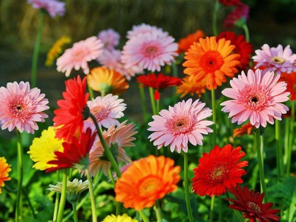 Cách chọn hoa ý nghĩa tặng mẹ dịp 20/10