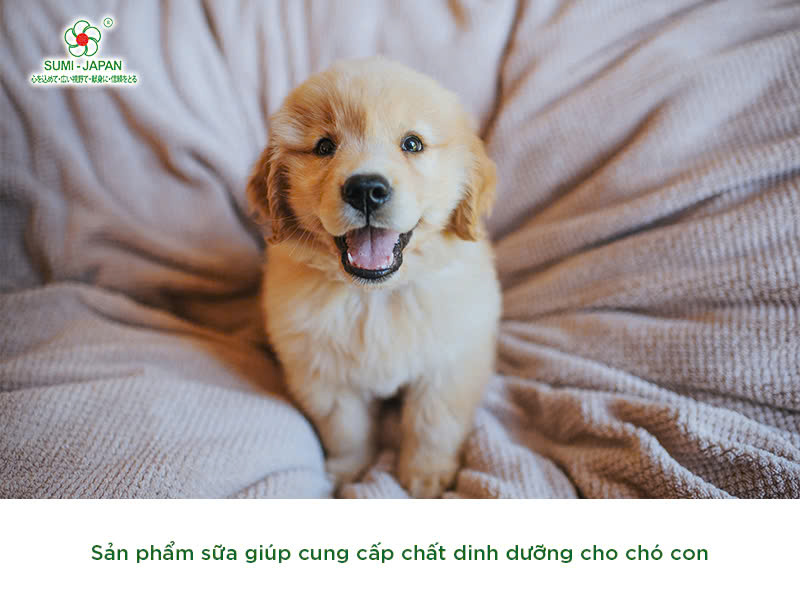 Sữa cho chó con tốt như thế nào? Cần lưu ý gì khi mua?