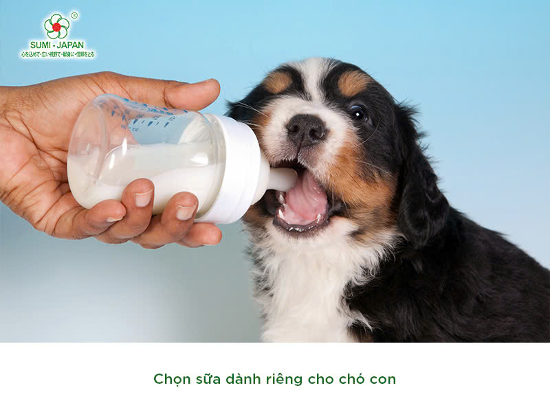 Sữa cho chó con tốt như thế nào? Cần lưu ý gì khi mua?