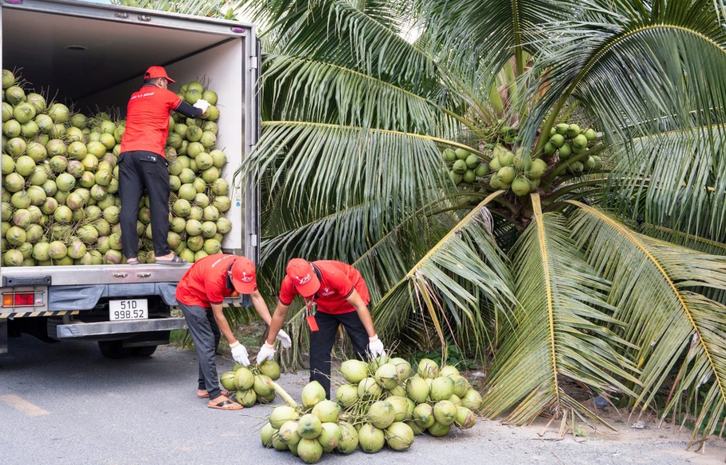 Doanh nghiệp thu mua dừa tại Bến Tre. Ảnh: Đình Tùng