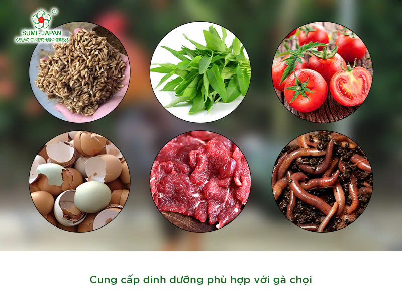 Bí kíp giúp gà chọi lì đòn, sung mãn dành cho các sư kê