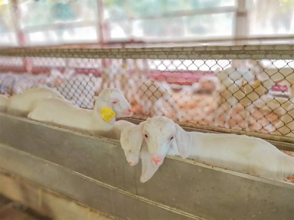 Detrang Farm – Nông trại giáo dục đầu tiên cho trẻ không gian phát triển toàn diện