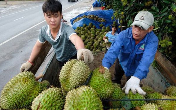 Giá sầu riêng cao ngất ngưởng, nhiễu loạn giá chốt vườn - Ảnh 2. Giá sầu riêng cao ngất ngưởng, nhiễu loạn giá chốt vườn - Ảnh 2.
