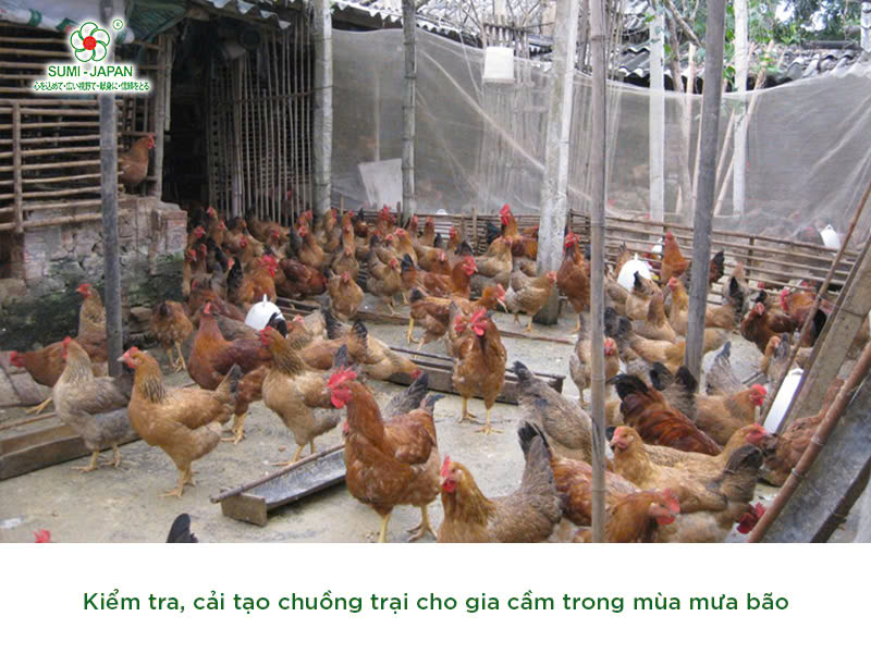 Chăm sóc vật nuôi mùa mưa bão như thế nào?