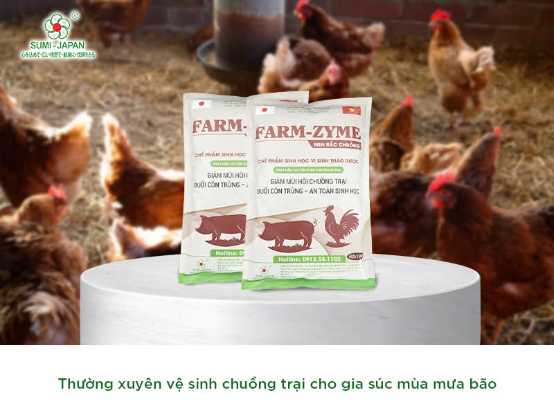 Chăm sóc vật nuôi mùa mưa bão như thế nào?