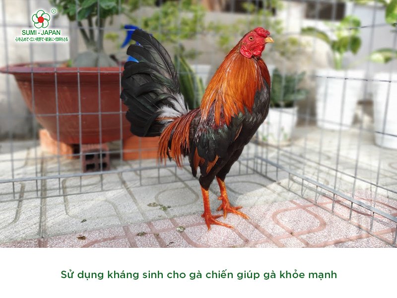 kháng sinh cho gà đá