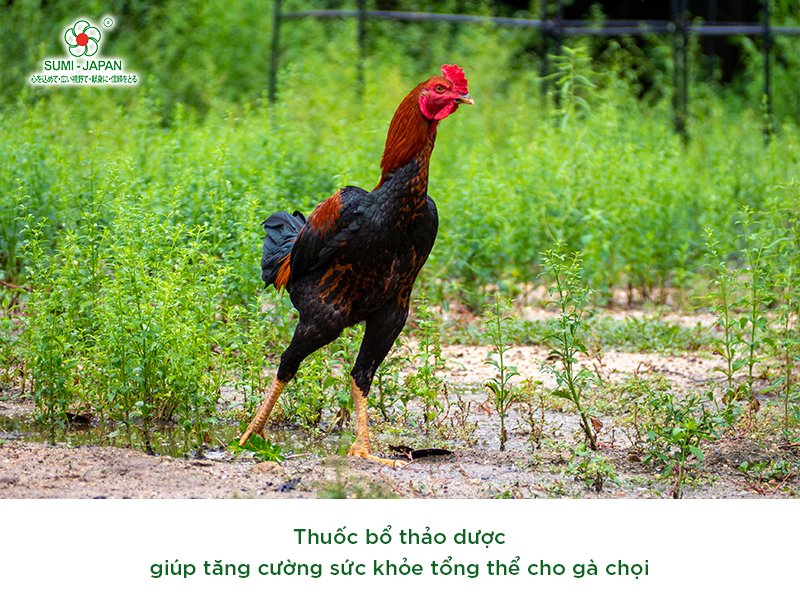 Những sản phẩm thuốc bổ cho gà chọi hiệu quả trên thị trường