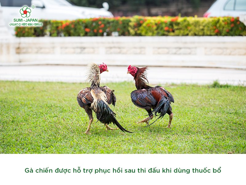 Những sản phẩm thuốc bổ cho gà chọi hiệu quả trên thị trường