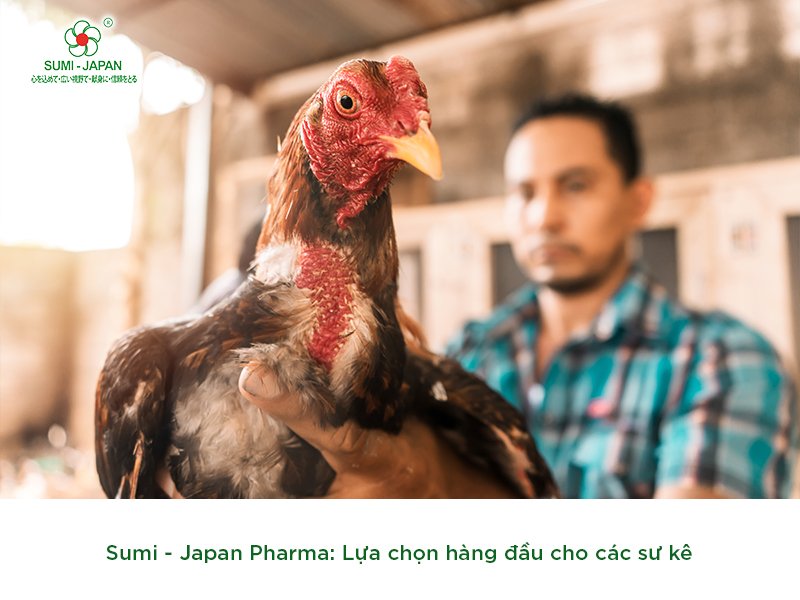 Những sản phẩm thuốc bổ cho gà chọi hiệu quả trên thị trường
