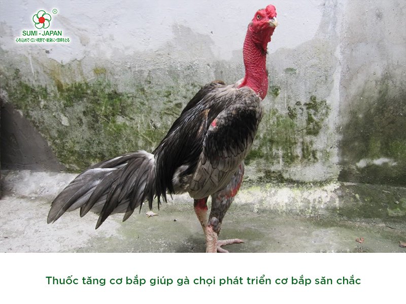 Các loại thuốc bổ cho gà đá hiệu quả được ưa chuộng