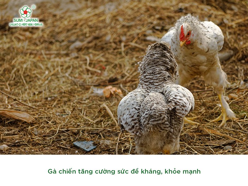 Các loại thuốc bổ cho gà đá hiệu quả được ưa chuộng