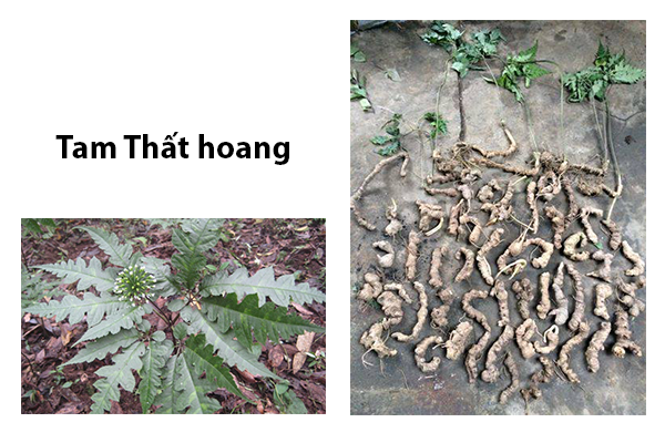 Chia sẻ cách phân biệt sâm Ngọc Linh thật – giả chuẩn nhất