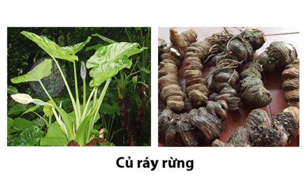 Chia sẻ cách phân biệt sâm Ngọc Linh thật – giả chuẩn nhất