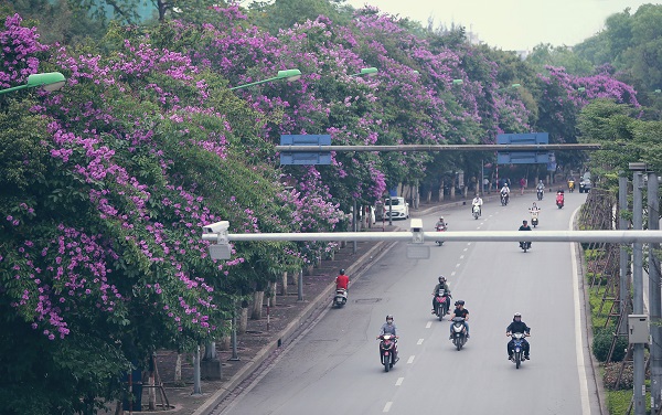 Những mùa bằng lăng Hà Nội