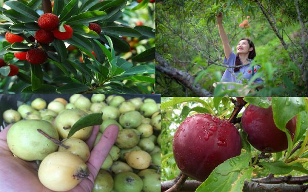 Vi vu giữa Sapa mờ sương với xe điện du lịch chất lượng cao