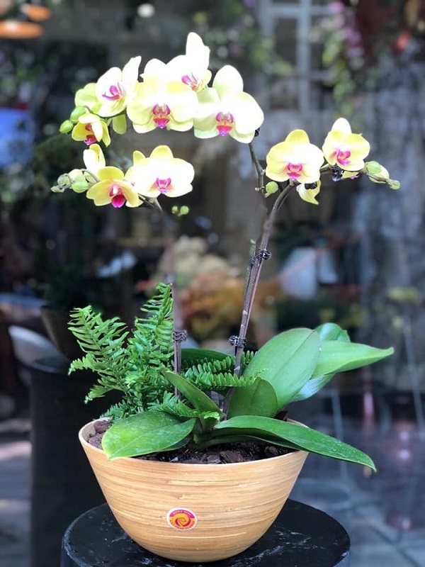 Tan chảy với những mẫu lan hồ điệp quý phái