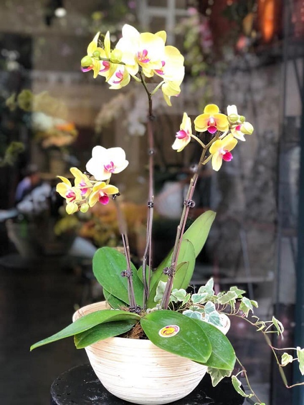 Tan chảy với những mẫu lan hồ điệp quý phái
