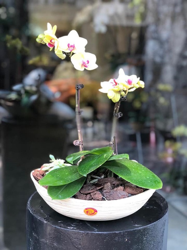 Tan chảy với những mẫu lan hồ điệp quý phái