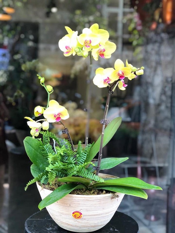 Tan chảy với những mẫu lan hồ điệp quý phái