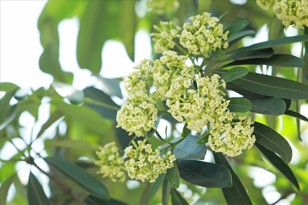 Nhẹ nhàng sắc hoa gọi thu về