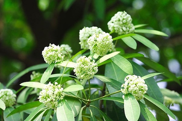 Nhẹ nhàng sắc hoa gọi thu về