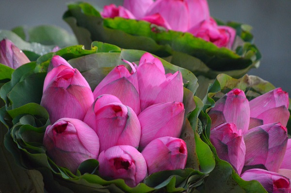 Nhẹ nhàng sắc hoa gọi thu về