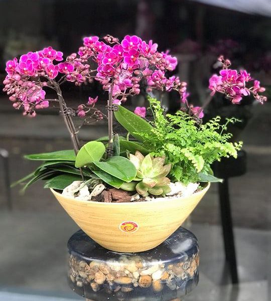 Lan hồ điệp mini – Trao hoa trao cả tâm tình