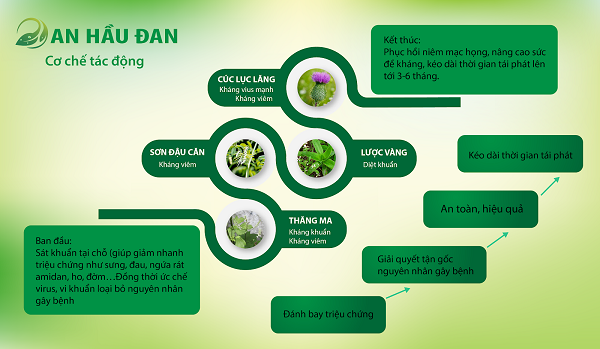 trị amidan an hầu đan