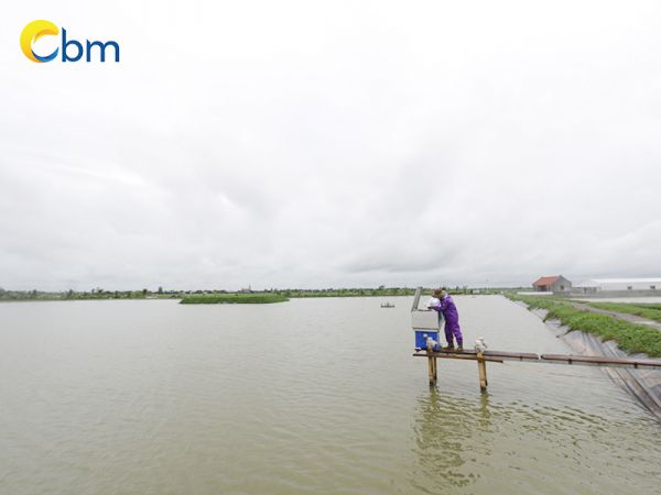 Cần lưu ý gì khi nuôi trồng cá rô phi Bảo Lộc?