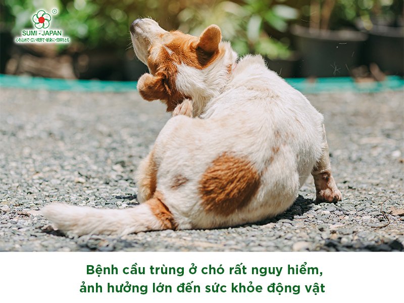 Nguyên nhân và cách điều trị bệnh cầu trùng ở chó hiệu quả