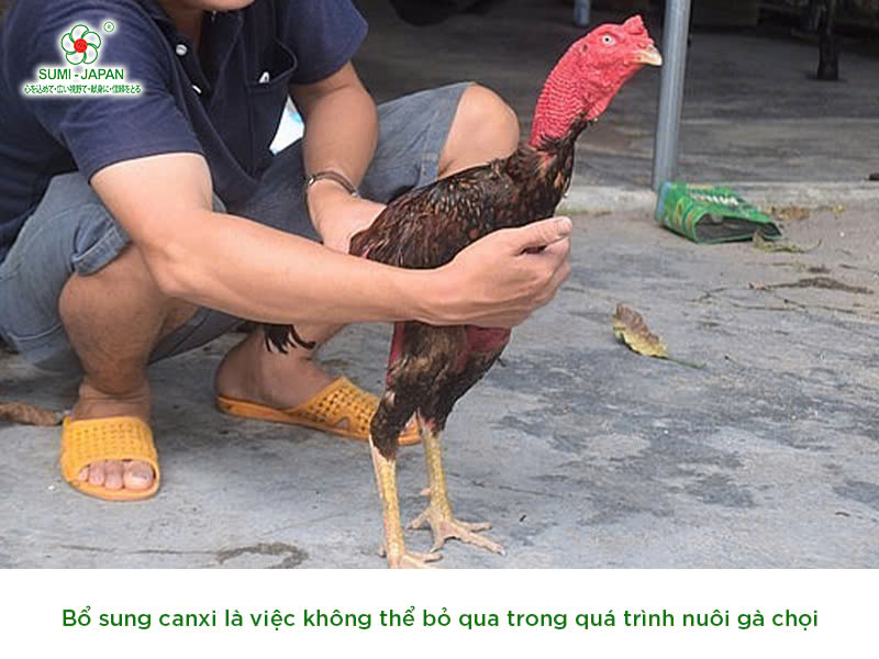 canxi cho gà đá