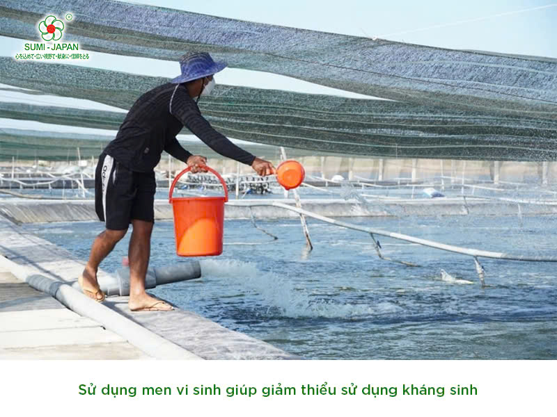 men vi sinh nuôi tôm