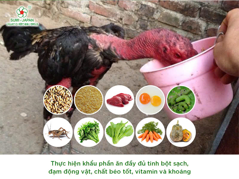 Làm sao để gà chọi luôn sung sức, thi đấu bền bỉ và dẻo dai?