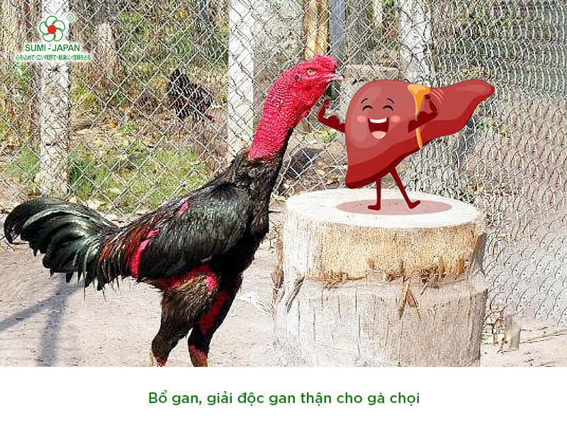 Làm sao để gà chọi luôn sung sức, thi đấu bền bỉ và dẻo dai?