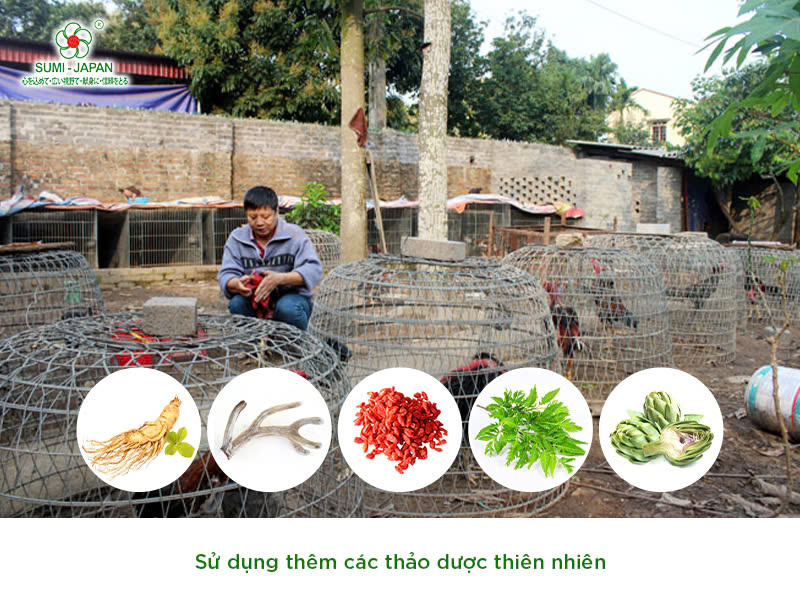 Làm sao để gà chọi luôn sung sức, thi đấu bền bỉ và dẻo dai?