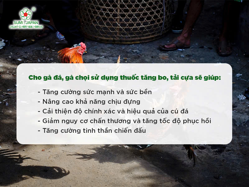 Những loại thuốc giúp gà đá tăng bo, tải cựa tốt nhất