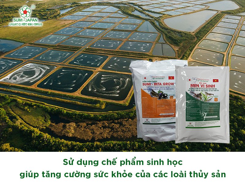 Sử dụng chế phẩm sinh học: xu hướng trong ngành nuôi trồng thủy sản