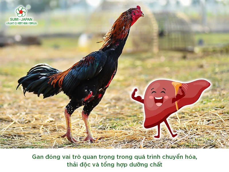 Thuốc giải độc gan cho gà đá