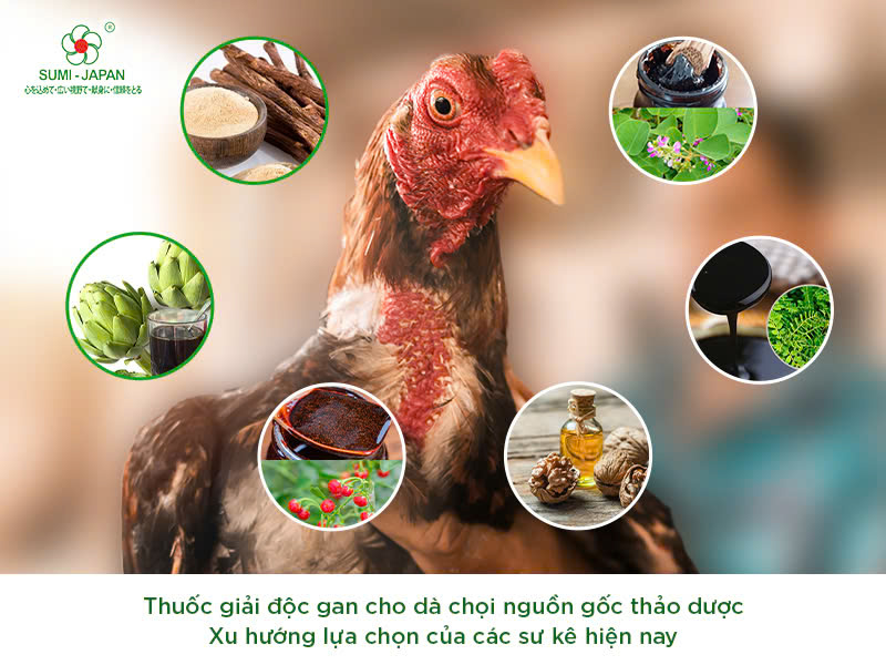 Thuốc giải độc gan cho gà đá