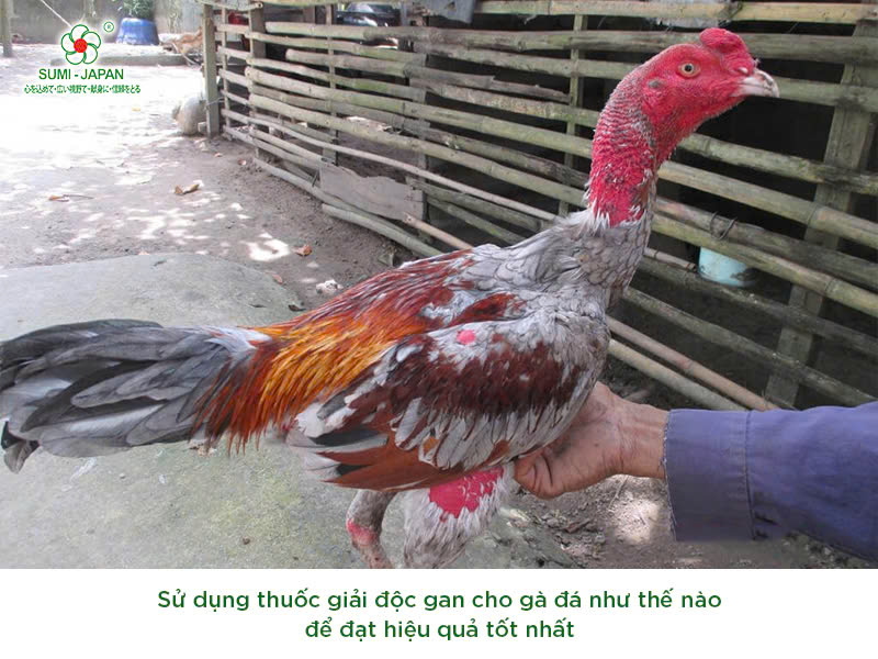 Thuốc giải độc gan cho gà đá