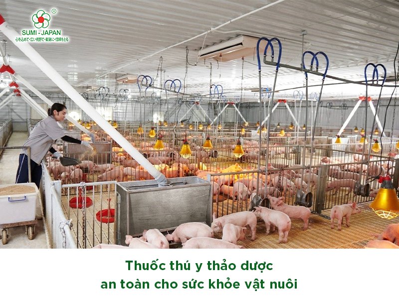 Thuốc thú y thảo dược - Sản phẩm chăm sóc sức khỏe động vật an toàn