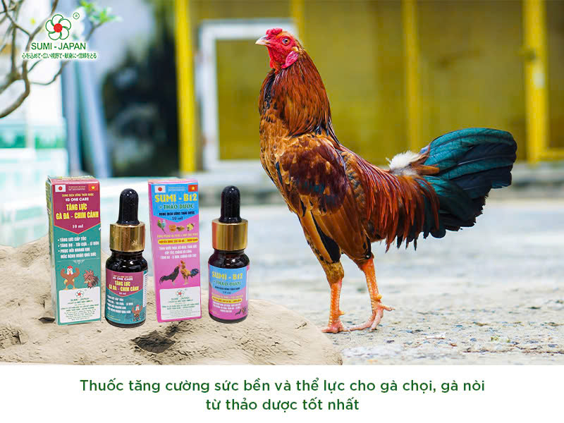 Tổng hợp các sản phẩm thuốc thú y chuyên biệt cho gà đá