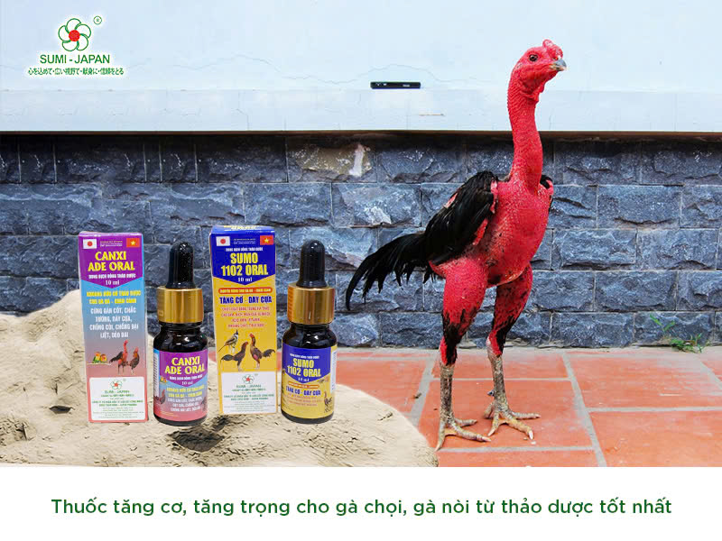 Tổng hợp các sản phẩm thuốc thú y chuyên biệt cho gà đá