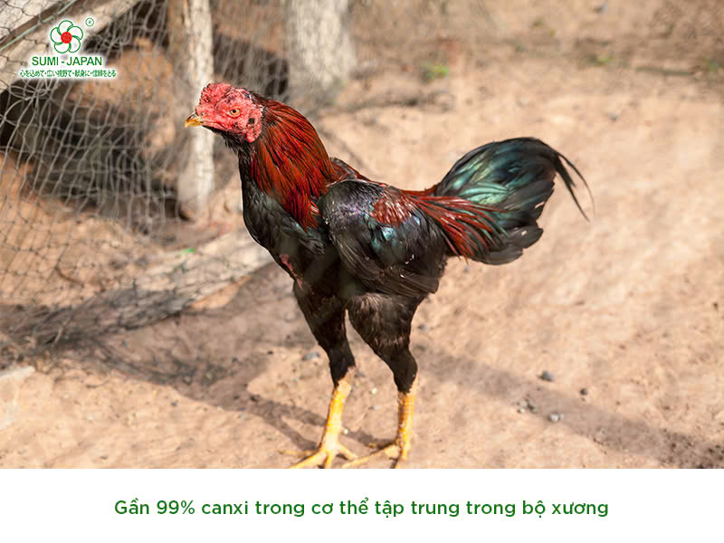bổ sung canxi cho gà