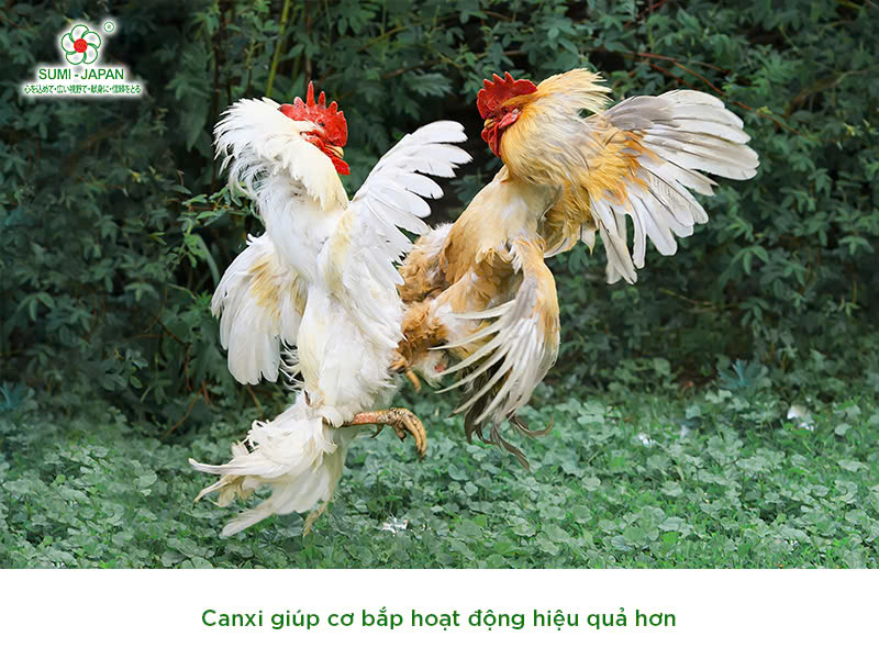 bổ sung canxi cho gà